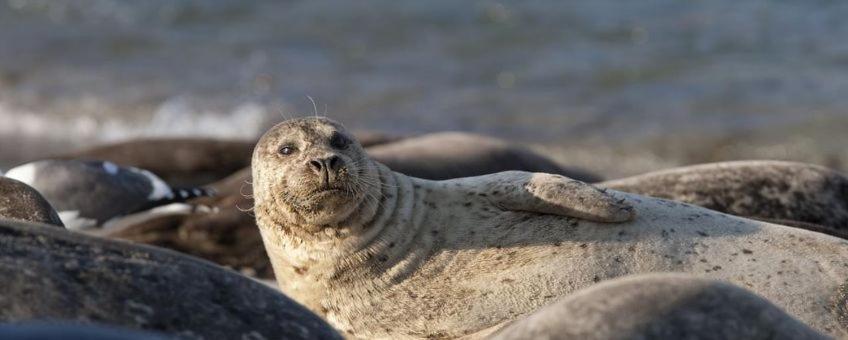 Camping Wad Noch Meer Anna Paulowna Bagian luar foto